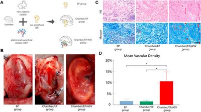 Construction of a vascularized fascia-prosthesis compound model with axial pedicle for ear reconstruction surgery